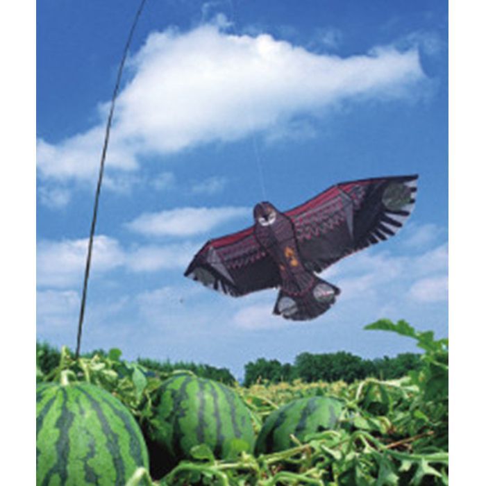 �������� DX