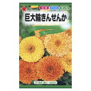 キンセンカ 巨大輪きんせんか