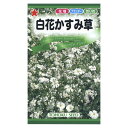 カスミソウ 白花かすみ草