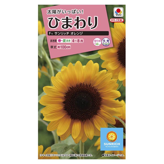 【特長】濃いオレンジ色の花色で、花弁の並びの整った美しい花形です。側枝の出ない完全1本立ち品種です。