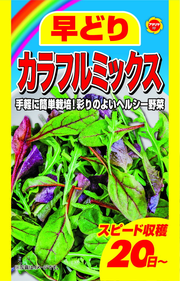 鮮やかな緑葉と赤茎が特徴のビートデトロイトと、葉先がプリーツ状で赤茶色に色づくレタスなどのミックスです。適期まきで20日くらいから徐々に収穫できます。※内容量、生産地、発芽率、有効期限などについては、種の生産時期によって変わる場合がございます。※育成目安については、環境による変動があるため、これを保証するものではございません。