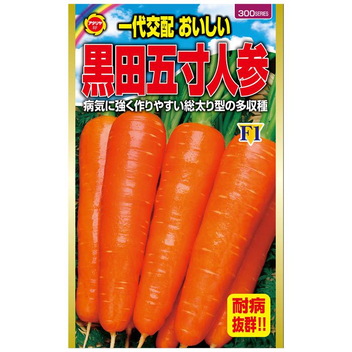 ニンジン おいしい黒田五寸人参
