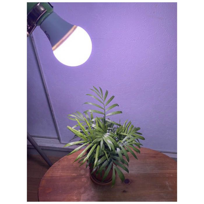 富士倉 植物育成用クリップランプ KY-08W-SC