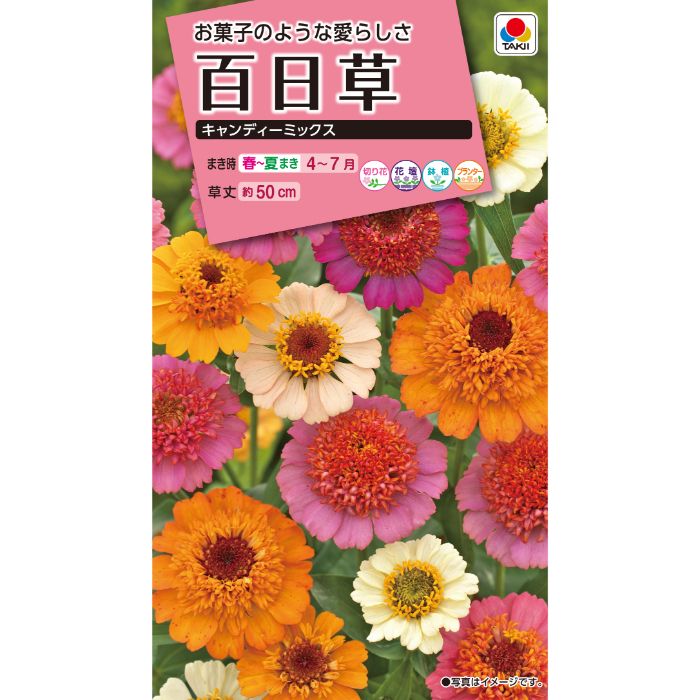 Zinnia - タキイ種苗 百日草 キャンディーミックス