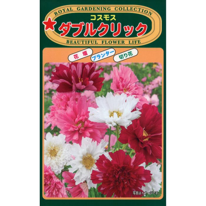 花色はホワイト・ローズ・レッドの混合で、コスモスとは思えないゴージャスな花姿です。