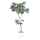 パキラFST 180(商品番号:91854)