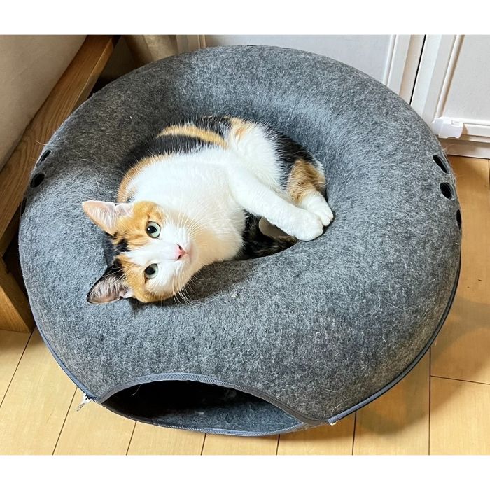 �ڥåȥ��� �ޤ�ǥޥ����󤰤뤰��٥å� ���㥳����