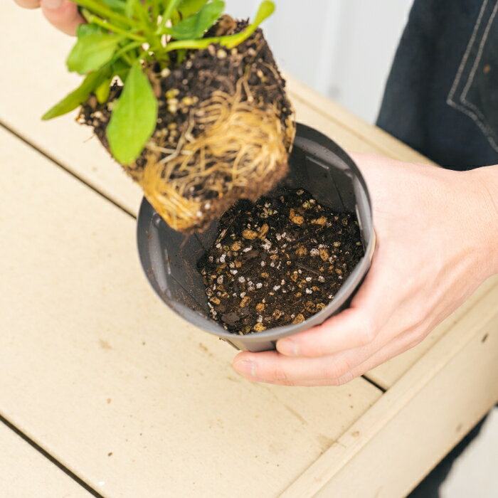 �ʥե� ����å�ȭ CSM-120L F���졼