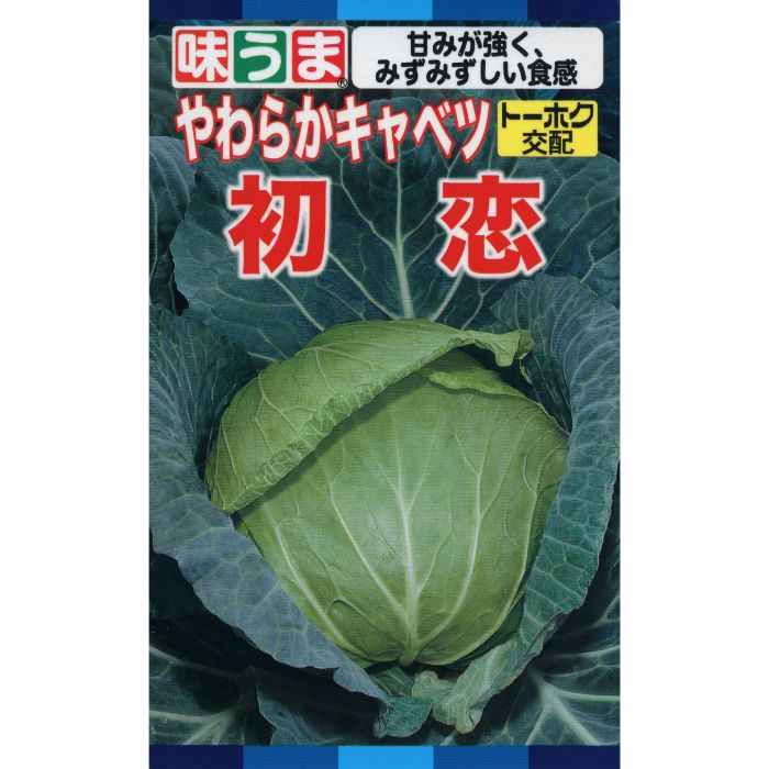 キャベツ 初恋