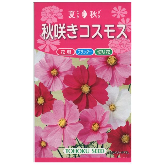 楽天市場】秋咲き コスモスの通販