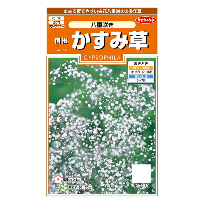 Gypsophila - サカタのタネ 宿根かすみ草 八重咲