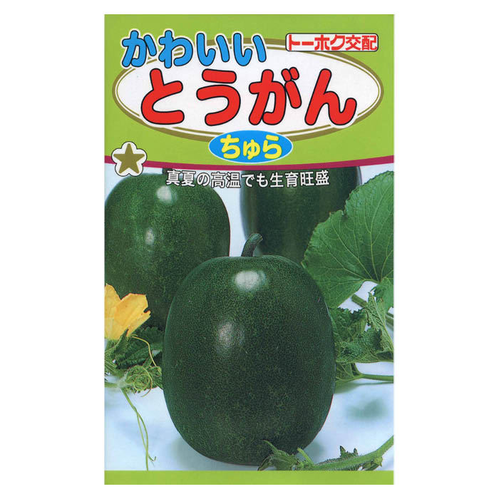 かわいいとうがん ちゅら
