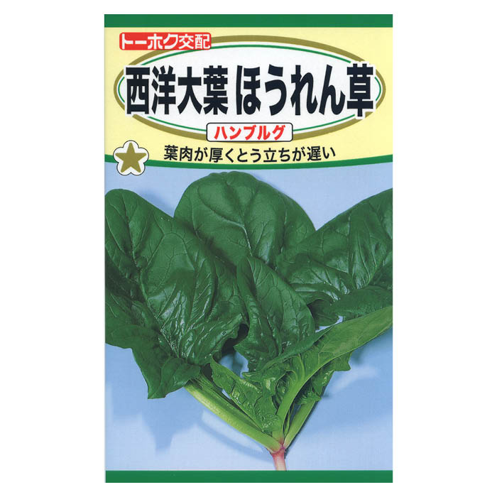 西洋大葉ほうれん草