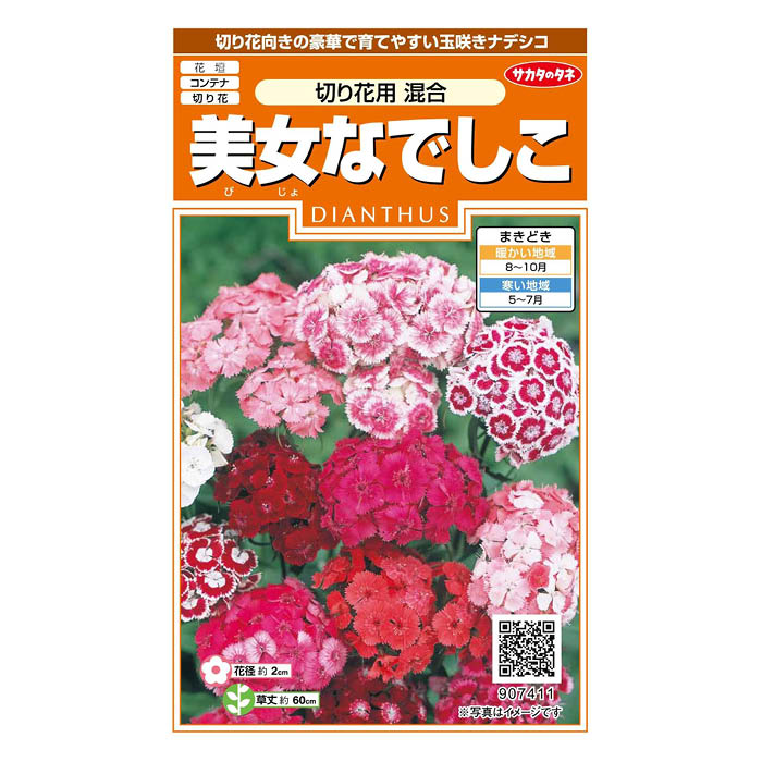 切り花向きの豪華で育てやすい玉咲きナデシコ[特長]:■切り花向きの豪華で育てやすい玉咲きナデシコ※蒔き時期、収穫・開花時期等はパッケージ裏面の記載をご確認ください。※育成目安については、環境による変動があるため、これを保証するものではございません。※内容量、生産地、発芽率、有効期限などについては、種の生産時期によって変わる場合がございます。