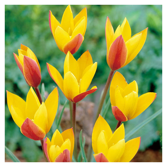 植えっぱなしチューリップ クルシアナ シンシア 8球のサムネイル