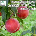 小布施町の果樹園こばやし園 長野県小布施町産ワッサー (中生種・晩生種) 約2.8kg・約5kg_冷蔵便
