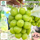 丸山農園 長野県中野市産 シャインマスカット1.5kg_冷蔵便