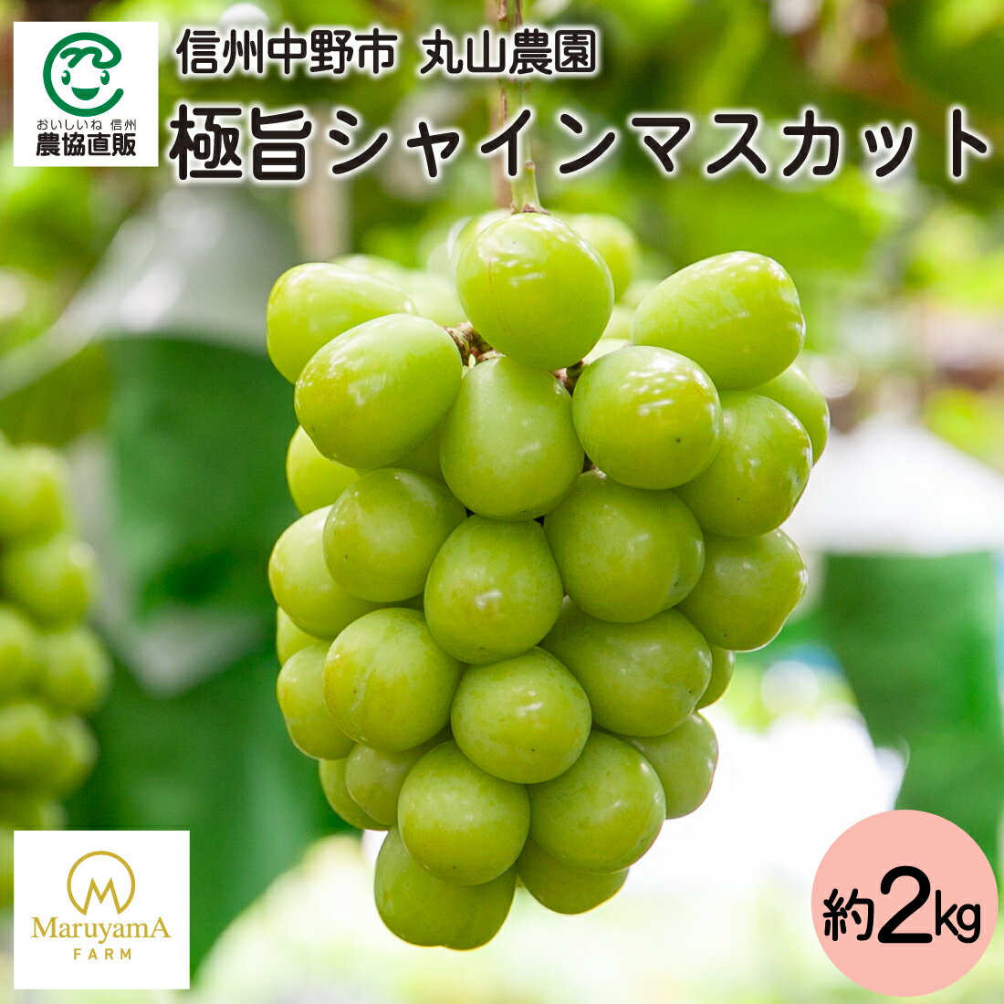 丸山農園 長野県中野市産極旨シャインマスカット2kg_冷蔵便のサムネイル