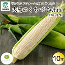 【産地直送】長野県産 とうもろこし『 太陽のくちづけwhite(白い恵味) 』10本【サンキスドファーム】