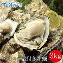 加熱用 送料無料 宮城県 松島産 殻付き牡蠣3kg【約20個〜60個】訳あり規格外サイズ ※個数指定不可 旬の身入りの良いカキを急速冷凍しました! かき 産直 ...