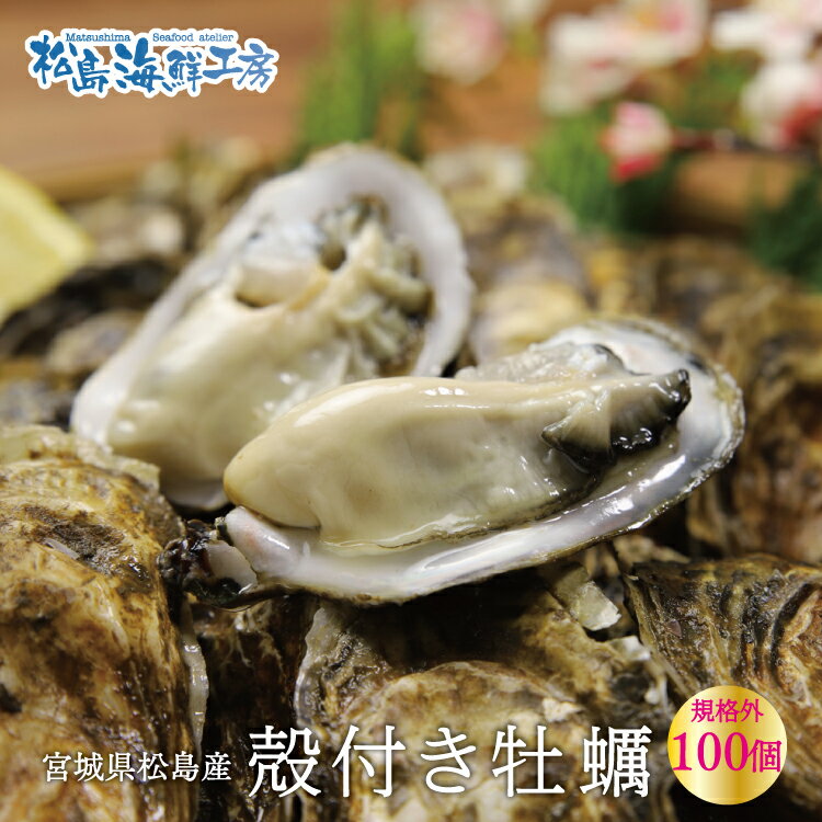 送料無料 松島産 産直 殻付き牡蠣 規格外 100個 (生食可能) 活出荷 牡蠣 カキ かき 貝 父の日
