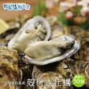 送料無料 松島産 産直 殻付き牡蠣　規格外　50個 （生食可能） 活出荷 牡蠣 カキ かき 貝　父の日 1