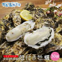 送料無料 プレミアム 松島産 産直 殻付き牡蠣 30個 （生食可能） 活出荷 牡蠣 カキ かき 貝 父の日