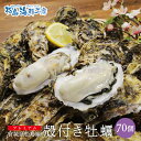 送料無料 プレミアム 松島産 産直　殻付き牡蠣　70個 （生食可能） 活出荷 牡蠣 カキ かき 貝　父の日