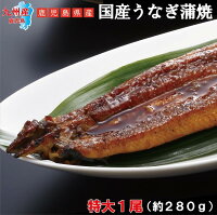 【鹿児島産 特大！】 国産うなぎ 蒲焼 約280g×1尾( 国産 うなぎ 蒲焼 九州産 鰻 ウナギ 丑の日 御中元 ギフト 贈答 )