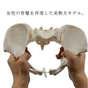 女性の骨盤を再現した実物大モデル。女性の骨盤から型をとり、丈夫で耐久性のあるPVCプラスチックにて製作。骨や関節面の凹凸など細部まで忠実に再現。骨盤を手で自由に動かせる。「動かせる」ことで様々な用途にてご利用頂いております。触るだけでなく動かすことで、骨（仙骨、腸骨、恥骨）や関節、筋（骨盤底筋など）の理解がより深まります。患者説明や助産、産婦人科、整形外科分野の教育ツールとして最適です。 サイズFサイズについての説明【パッケージサイズ】26*19*15cm素材pvc色写真色備考 ●サイズ詳細等の測り方はスタッフ間で統一、徹底はしておりますが、実寸は商品によって若干の誤差(1cm〜3cm )がある場合がございますので、予めご了承ください。●製造ロットにより、細部形状の違いや、同色でも色味に多少の誤差が生じます。●パッケージは改良のため予告なく仕様を変更する場合があります。▼商品の色は、撮影時の光や、お客様のモニターの色具合などにより、実際の商品と異なる場合がございます。あらかじめ、ご了承ください。▼生地の特性上、やや匂いが強く感じられるものもございます。数日のご使用や陰干しなどで気になる匂いはほとんど感じられなくなります。▼同じ商品でも生産時期により形やサイズ、カラーに多少の誤差が生じる場合もございます。▼他店舗でも在庫を共有して販売をしている為、受注後欠品となる場合もございます。予め、ご了承お願い申し上げます。▼出荷前に全て検品を行っておりますが、万が一商品に不具合があった場合は、お問い合わせフォームまたはメールよりご連絡頂けます様お願い申し上げます。速やかに対応致しますのでご安心ください。