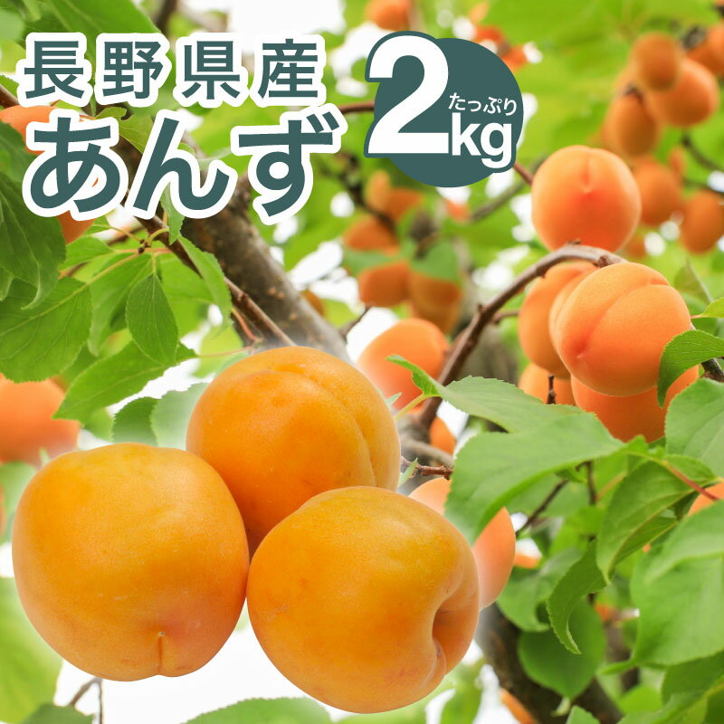 【信州産直便】生あんず 加工用2kg 送料込 ※6月下旬頃より順次発送 あんず アンズ 杏子 フルーツ 果物 長野 信州 土産 直送 産地直送 （沖縄・離島は配送不可）