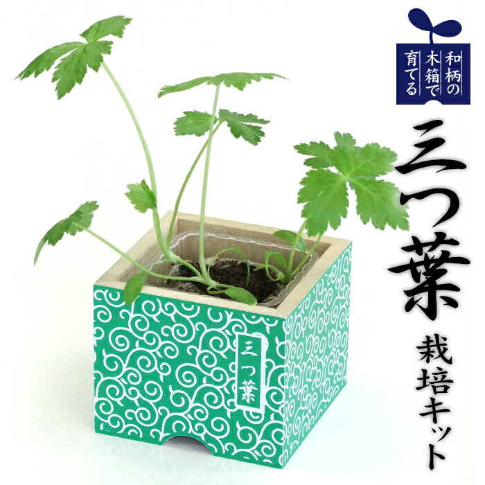 ★栽培キット【和柄の木箱で育てる三つ葉（ウッドポットガーデン）】和風ハーブ／日本の植物／唐草模様／木製／キッチンガーデニング／栽培セット