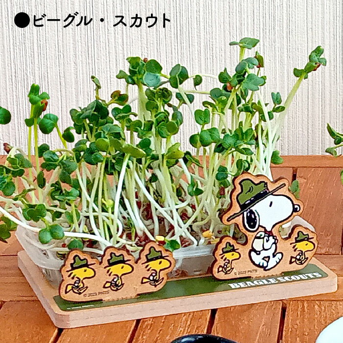 ����������SN���ץ饦�Ⱥ��ݥ��åȡʥ�֥��ͥ����㡼/�ӡ����롦�������ȡˡۥ��å��󥬡��ǥ˥󥰡����ݥ��åȡ����襤�������⤷��������ͳ���桿���⡿���̡��ԡ���SNOOPY���ԡ��ʥåġ�PEANUTS