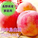 【マルシェの日開催中!P10倍】【予約販売】【早割500円OFFクーポン発行中】長野県産川中島白桃 秀品(家庭用)5kg 18-20玉入り 【8月上旬〜中旬以降...