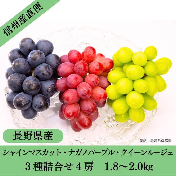 ＼20日限定 ポイント5倍／【予約受付中：9月下旬出荷予定】【農家直送】ぶどう3種 4房セット シャインマスカット2房 ナガノパープル1房 クイーンルージュ1房 全4房 1.8〜2.0kg 送料込み （沖縄県・離島地域配送不可） ぶどう 長野 信州 果物 フルーツ 種無し 皮ごと