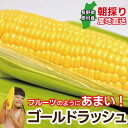\もうすぐ終了/【9/15まで】とうもろこし【ゴールドラッシュ】12本セット (沖縄県・離島地域配送不可) 敬老の日 甘い 旬 送料無料 長野県産 黄色 トウモロコシ ギフト 信州 産地直送 長野県原村 原村 贈り物