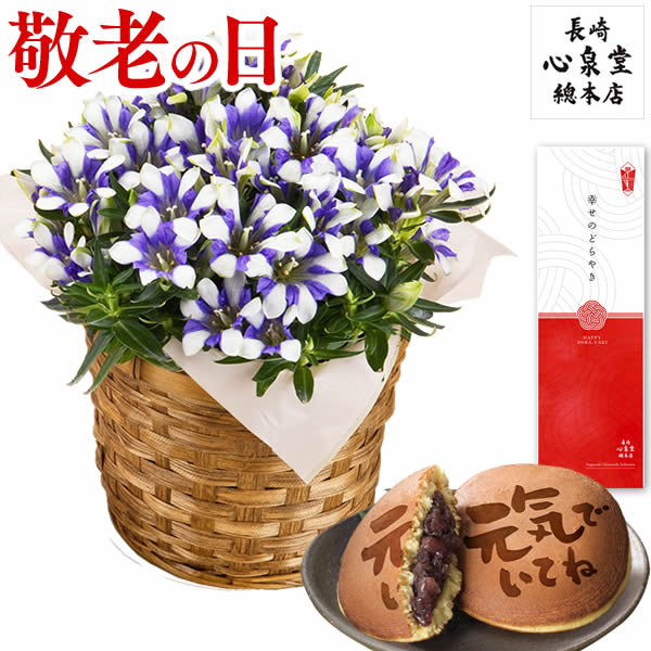 敬老の日 りんどう [ 花 スイーツ 鉢植え プレゼント フラワー お菓子 和菓子 祖母 祖父 送料無料 誕生日プレゼント ギフト お祝い お誕生日 ランキング 長崎心泉堂 ] どら焼き セット KREI