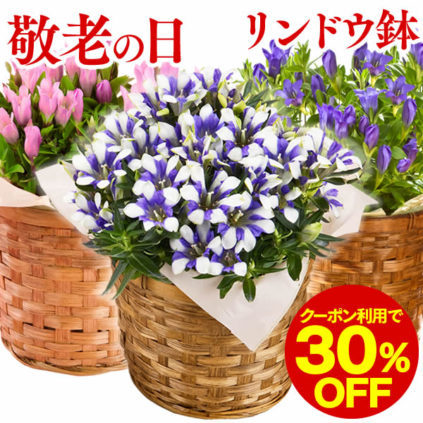 りんどう 敬老の日 [ 花 プレゼント ギフト 鉢花 鉢植え 生花 花鉢 メッセージカード 敬老の日限定 フラワーギフト 祖母 祖父 50代 60代 70代 80代 誕生日 長寿祝い 還暦 喜寿 米寿 傘寿 送料無料 ] KRIT