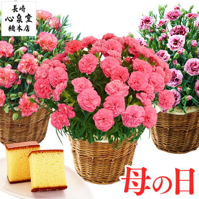 母の日 カーネーション 5号 [ 鉢植え プレゼント 鉢 花 ギフト スイーツ 花 セット 和菓子 お菓子 食べ物 生花 カステラ 花鉢 定番 母 母親 義理母 義母 お母さん 50代 60代 70代...