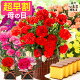 【4/11お値段上がります】 母の日 カーネーション お菓子 [ 早割 花 プレゼント 鉢植え 花鉢 プリザーブドフラワー お菓子 ギフト 花とスイーツ スイーツ 生花 選べるセット set お菓子 ...