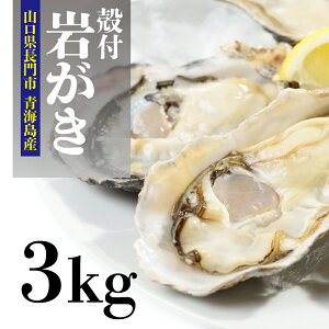せむら岩牡蠣3kg 夏のBBQに 貝が巨大で盛り上がる! 岩牡蠣 夏が旬 牡蠣 かき カキ 岩がき 岩ガキ せむら牡蠣 3kg 長門市 道の駅 センザキッチン 青海島 旬のギフト【道の駅センザキッチン】