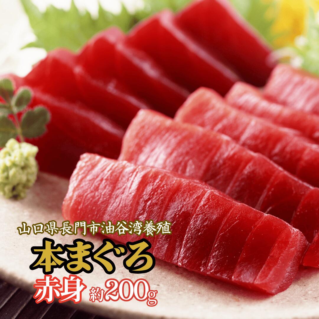 【楽天スーパーSALE20%OFF】油谷産 養殖 本マグロ 赤身 約200g 柵|刺身用・小分け冷凍・希少部位・解凍レシピ付|送料無料(一部地域除く)