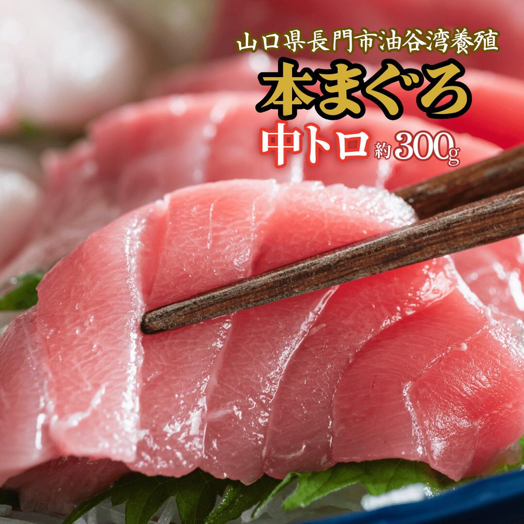 油谷産 養殖 本マグロ 中トロ 約300g 柵｜刺身用・小分け冷凍・希少部位・解凍レシピ付｜送料無料（一部地域除く）