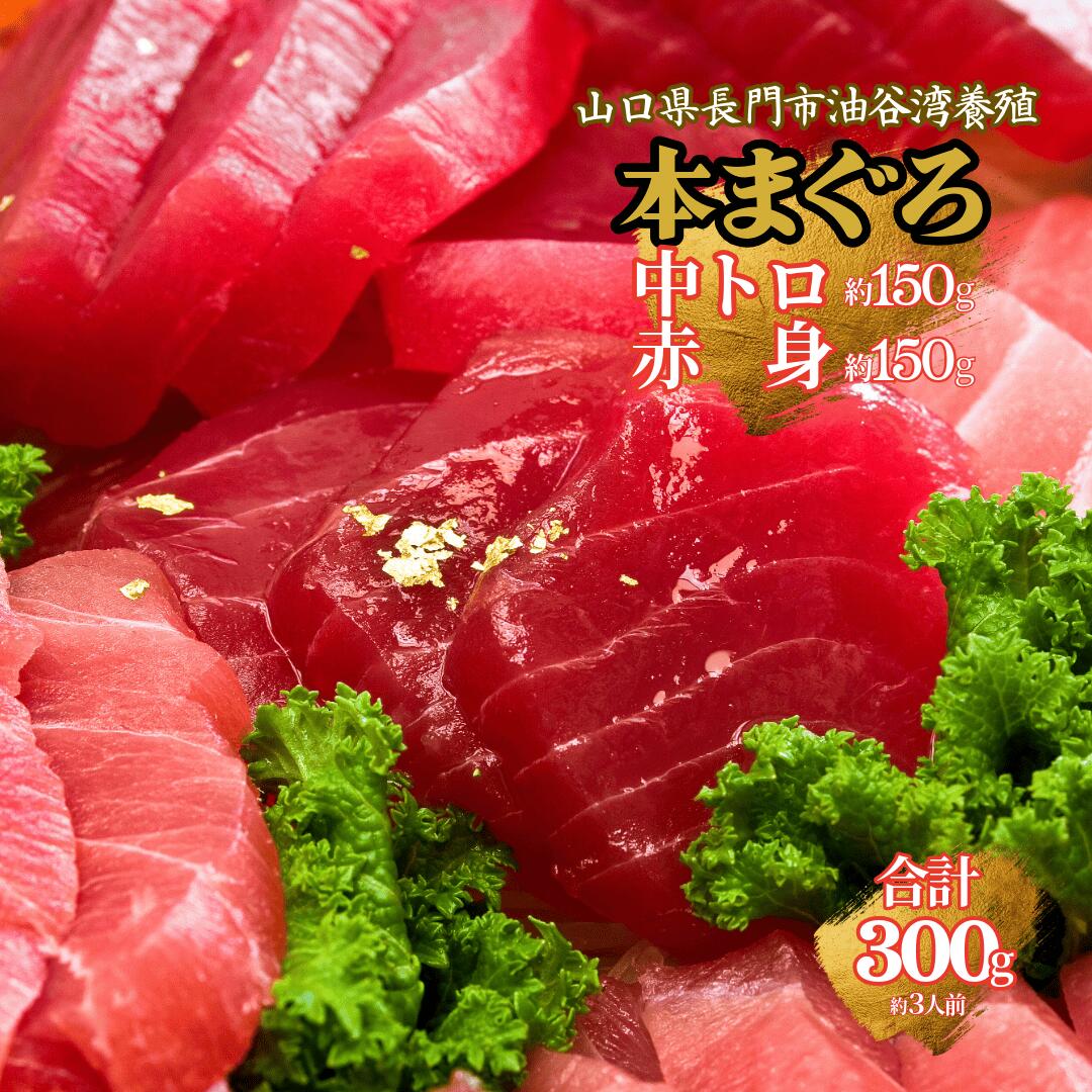 【楽天スーパーSALE20%OFF】】養殖本まぐろ 中トロ赤身約300gセット(まとめ割16%OFF) 約3人前 中トロ約150g・赤身約150g(刺身用さく/...
