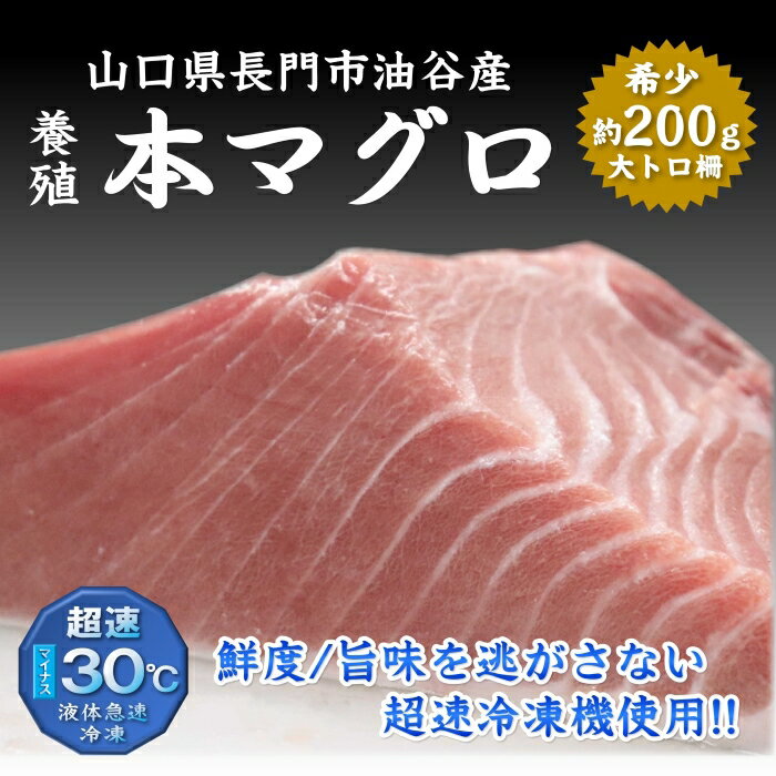 油谷産 養殖 本マグロ 大トロ 200g 山口県 長門市 油谷産 希少 小分け マグロ まぐろ 鮪 脂乗り抜群 とろける 冷凍 柵 トロ とろ 解凍レシピ同封 【まるごとながと】【やまぐちECエール便】のサムネイル