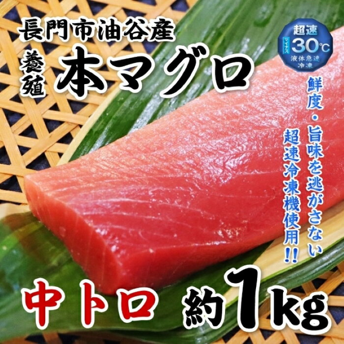 油谷産 養殖 本マグロ 中トロ 1kg 山口県 長門市 道の駅 センザキッチン 希少 小分け 養殖 マグロ まぐろ 鮪 脂乗り抜群 とろける 冷凍 柵 とろ トロ 解凍レシピ同封 【まるごとながと】 長門市油谷湾で養殖された「本マグロ」。国内にマグロの養殖場はたくさんありますが、日本海の水温の低い海域で育った脂乗り抜群のマグロはとろける美味しさです。 長門市油谷湾で養殖された「本マグロ」 今や国内にマグロの養殖場は珍しくありませんが、そのほとんどが温かい海域で養殖されており、日本海側の冷たい海域で育てられたマグロは希少性もさることながら脂のりも抜群です。中トロ部分は腹身・背身により脂のりに違いもあり、大トロのような味を感じる部位もあったりと、一つの柵で異なる味が楽しめることもあります。また、当店では生マグロ仕入後、すぐに解体・柵取りし、急速冷凍後、－60℃の超低温で保管しているため冷凍でも鮮度抜群です。 200g前後の柵に小分け！食べる分だけ解凍！ 脂と赤身が調和したと特有の程良い甘み！ 瞬間冷凍だから鮮度抜群！ 在庫がある場合、3営業日以内に発送いたします。1