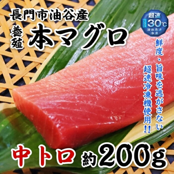 油谷産 養殖 本マグロ 中トロ 200g 山口県 長門市 希少 小分け 養殖 マグロ まぐろ 鮪 200g 脂乗り抜群 とろける 冷凍 柵 とろ トロ 解凍レシピ同封 ギフト 【まるごとながと】