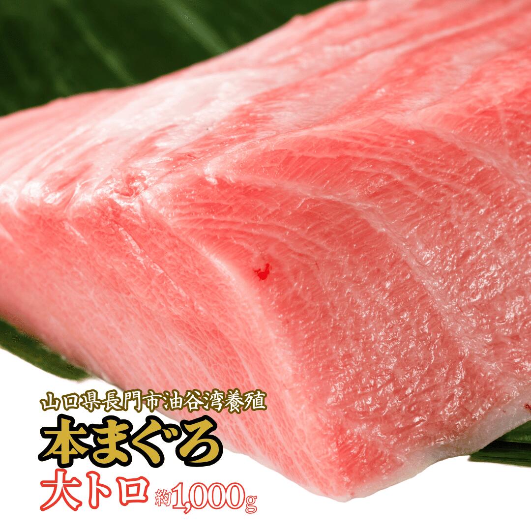 油谷産 養殖 本マグロ 大トロ 約1kg 柵｜刺身用・小分け冷凍・希少部位・解凍レシピ付｜送料無料（一部地域除く） ギフト対応