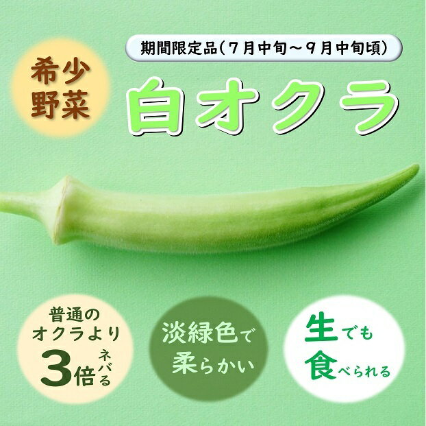 【やまぐちECエール便】希少野菜 白オクラ 山口県伝統野菜 白おくら 長門市 100g×3袋 合計300g 【まるごとながと】のサムネイル