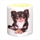 販促用トイレットペーパー 仔犬 チワワ ダブル30m 個包装50個